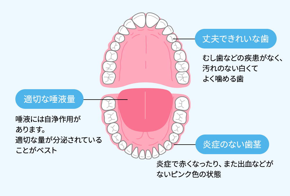 歯の構造を知る