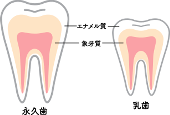 乳歯はエナメル質が薄くむし歯が進行しやすい