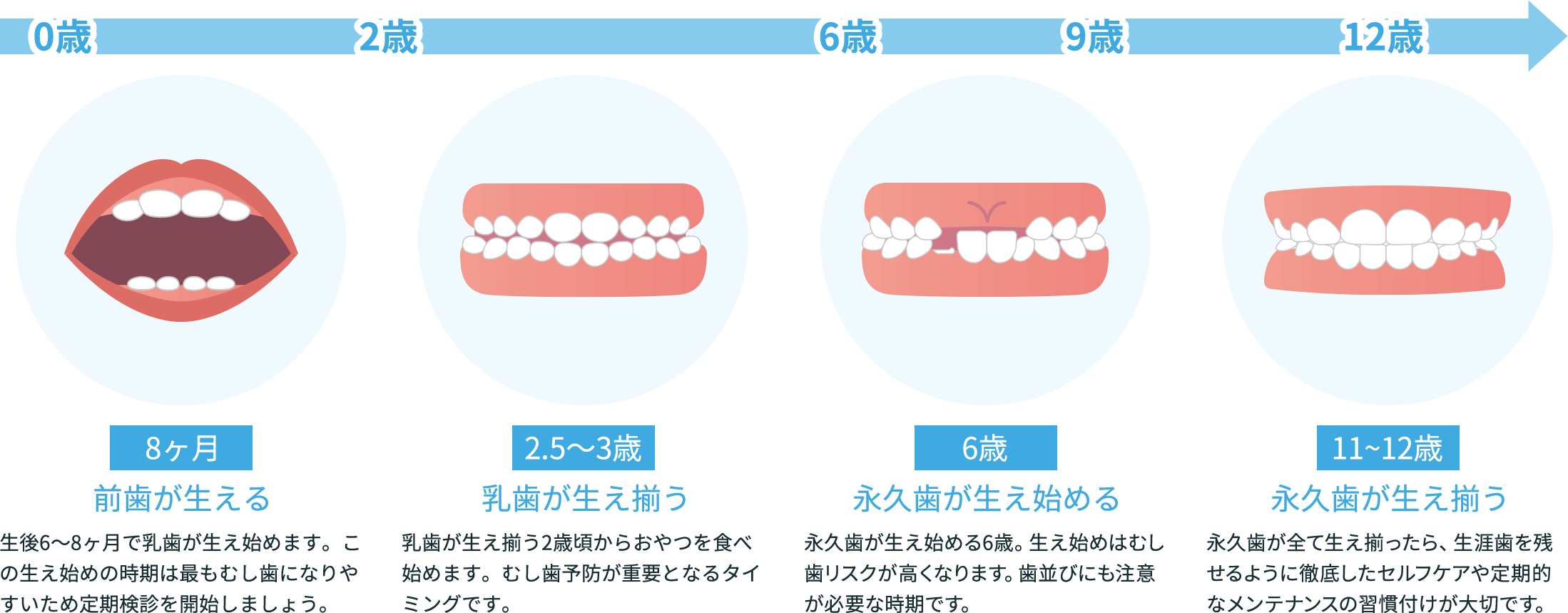 歯の発育