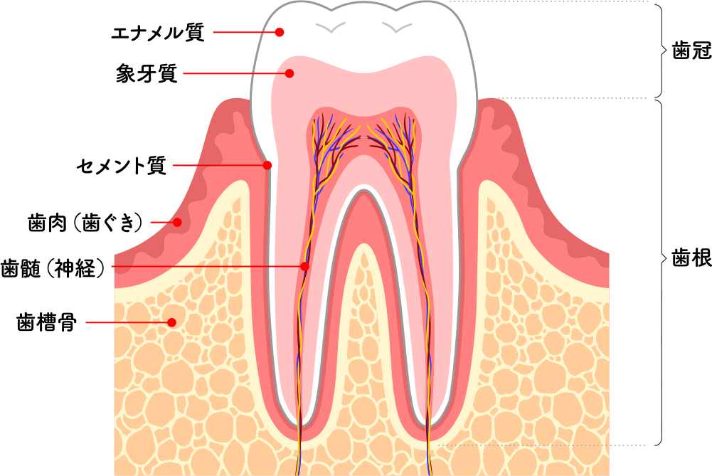 歯の構造を知る