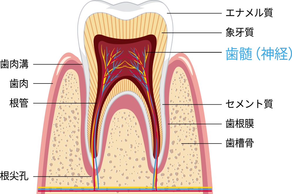 歯内療法とは