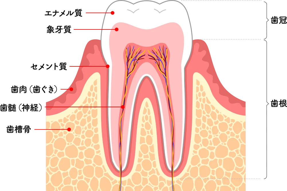 歯の構造を知る 