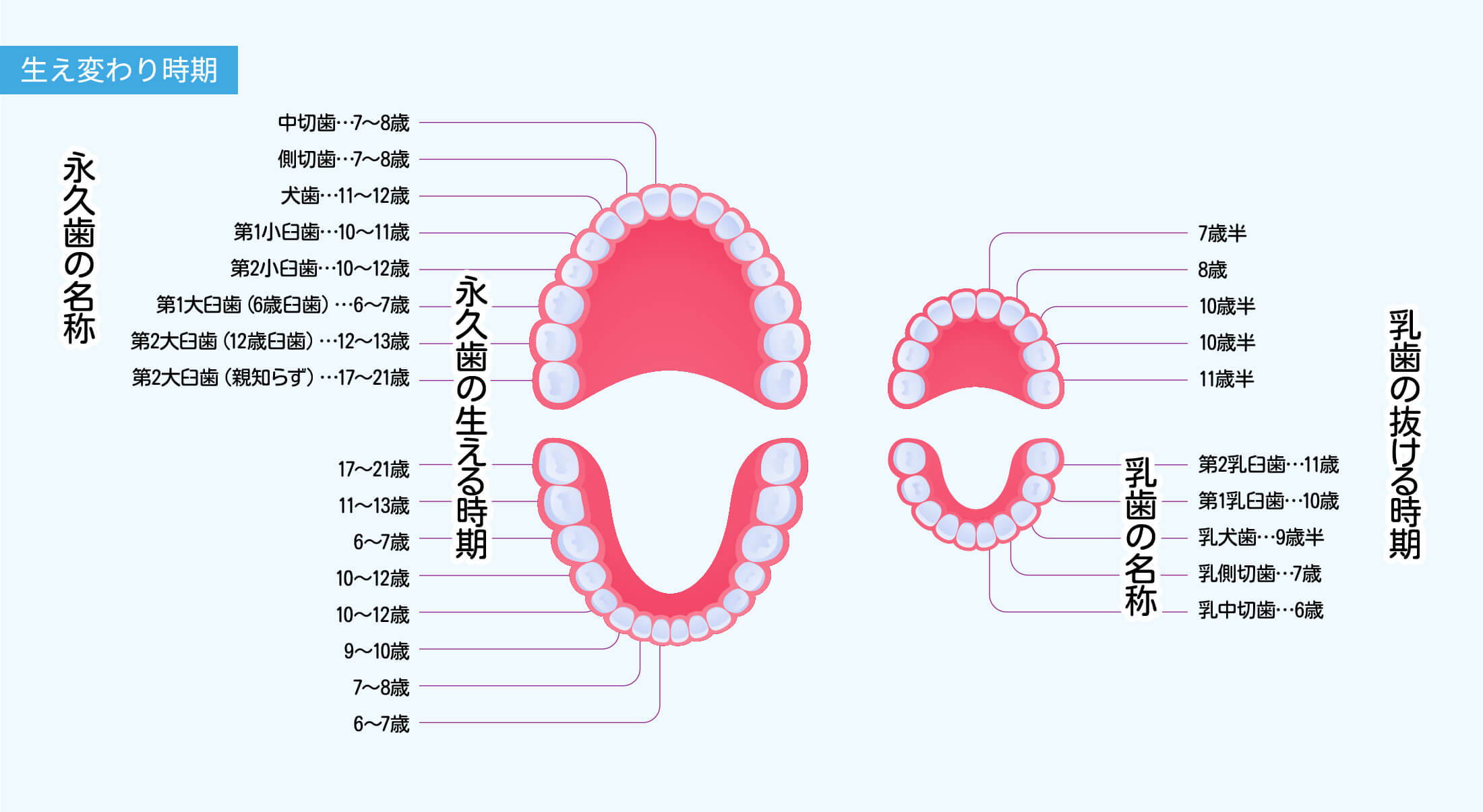 生え変わり時期